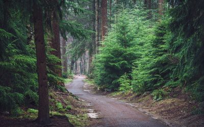 Chapter 3:  John the Baptist Prepares the Way