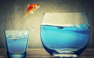 Looking for a New Home